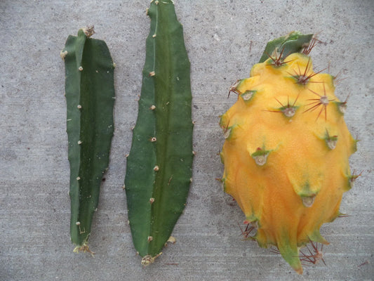 Yellow Dragon Fruit Cutting - Palora Variety - Fresh 3"-4" Plant - Hylocereus undatus