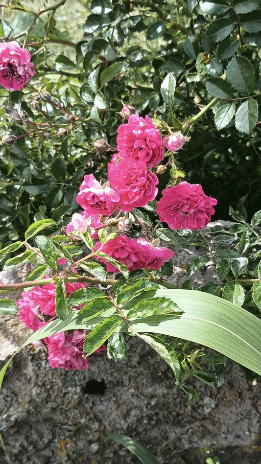 Pink Seven Sisters Rose Cuttings - 8 Heirloom Climbing Rose Cuttings - No Roots - Rosa multiflora