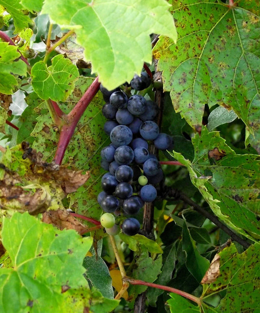 Riverbank Grape Seeds - 20 Seeds - Vitis riparia - Hardy Vine for Edible Grapes and Landscaping
