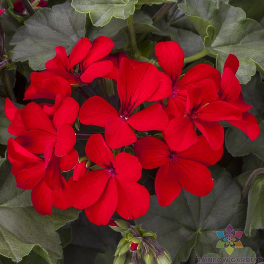 Caliente Deep Red Geranium Seeds - 25+ Pack - Ideal for Garden Planting - Pelargonium x hortorum