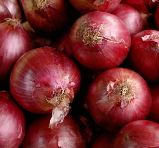 Red Creole Onion Seeds 200+ Allium cepa Short Day Vegetable Garden