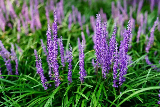 Liriope Monkey Grass Plants - 25 Bare Root Lilyturf Spicata - Creeping Ground Cover for Full Sun