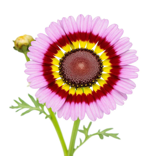 Painted Daisy Seeds - Tricolor Autumn Mix - 2000+ Count - Large Flowers - Flowering Plants (Chrysanthemum maximum)