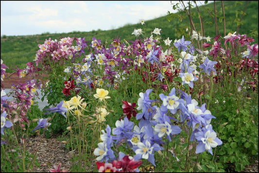 Columbine Seeds - Dragonfly Mix - Aquilegia spp. - Colorful Wildflower Garden Seeds for Pollinator-Friendly Planting