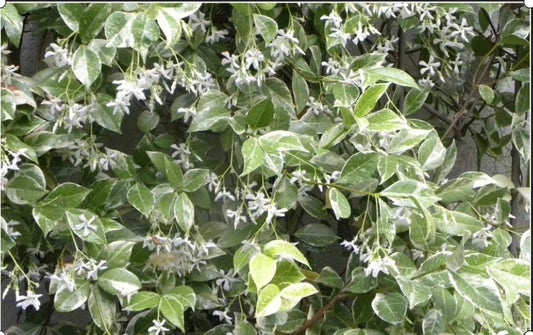Variegated Confederate Jasmine Starter Plant - Trachelospermum jasminoides - Rooted Cutting for Home Garden