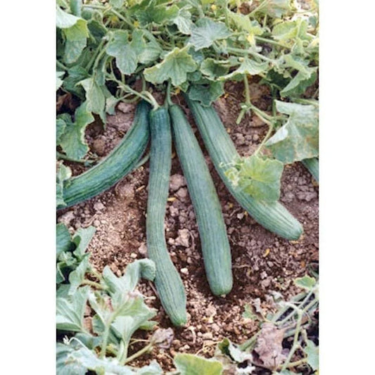 Italian Cucumber Seeds - Treated, Non-GMO, Cucumis sativus for Gardening - High Yield Variety