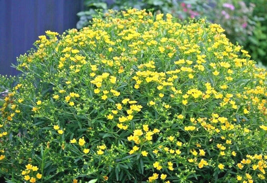 Great St. John's Wort Seeds - 501+ Pack - Native Wildflower Shrub - Medicinal Herb - Hypericum perforatum