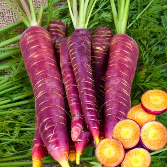 Purple Carrot Seeds - 1000 Count - Non-GMO Heirloom Vegetable - Daucus carota subsp. sativus