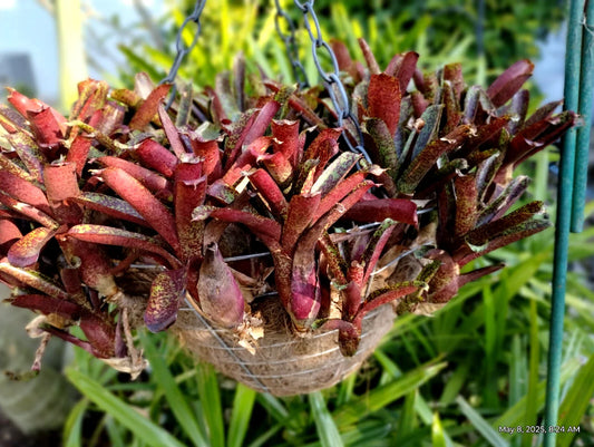 Neoregelia Mo Peppa Plants - Group of 4 Tropical Bromeliads - Free Shipping