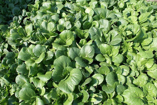 Tat Soi Seeds - Heirloom Non-GMO Chinese Cabbage Seeds with Tracking - Brassica rapa subsp. narinosa
