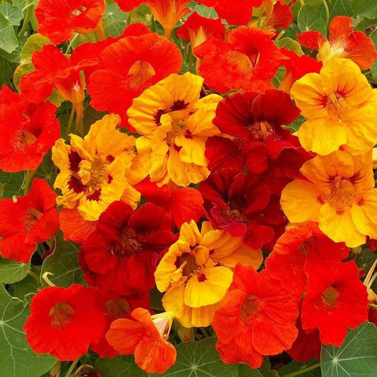 Nasturtium Seeds 40 Count Jewel Mix Tropaeolum Majus Showy Annual Flower Garden Planting