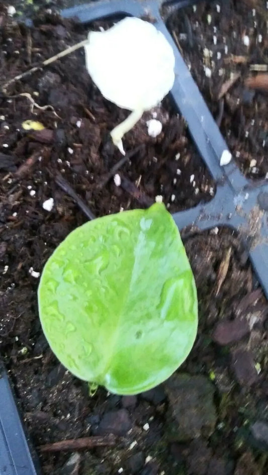 Monstera Deliciosa Seedlings - Green Variegated - Tropical Houseplant - Perfect for Indoor Gardening