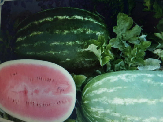Large Watermelon Seeds, 60 Count, Non-Seedless Variety, Citrullus lanatus