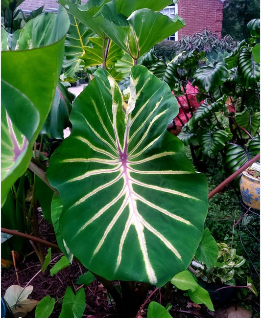 Colocasia esculenta Elephant Ear Plant - Small Rooted Starter - Pharaoh’s Dream - Tropical Foliage Plant