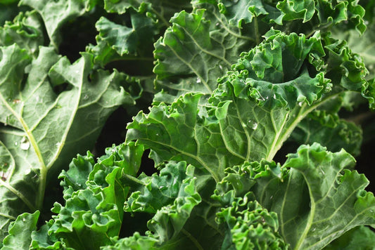 Dwarf Siberian Kale Seeds - 300+ Non-GMO Vegetable Garden Seeds - Brassica napus