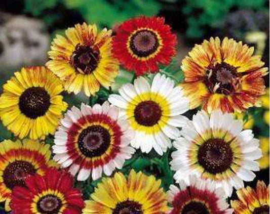 Painted Daisy Seeds, Tricolor Variety, Chrysanthemum carinatum, Assorted Sizes, Non-GMO, Flower Garden Seeds