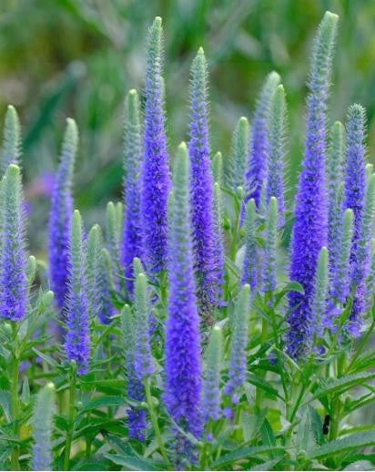 ULSTER DWARF BLUE Veronica Starter Plant - Bare Root - Veronica spicata - United States Seller