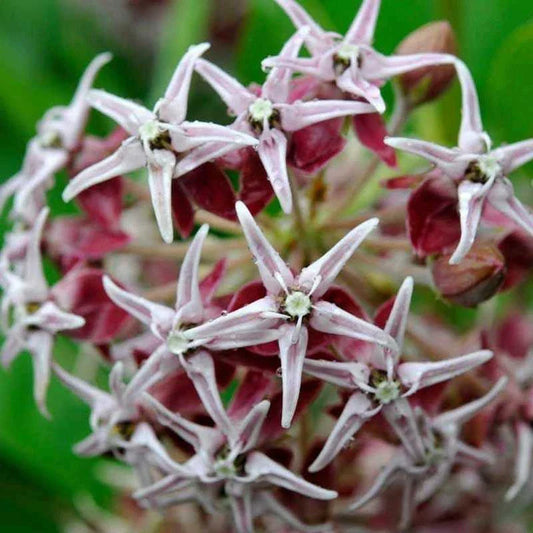 Showy Milkweed Seeds - Asclepias Tubersosa - Perennial Monarch Butterfly Host Plant - 100 Seeds for Garden Pollinators