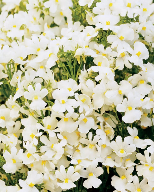 Nemesia Seeds - 150 Count Packet - Poetry Innocense White - Perennial Cape Snapdragon (Nemesia strumosa)