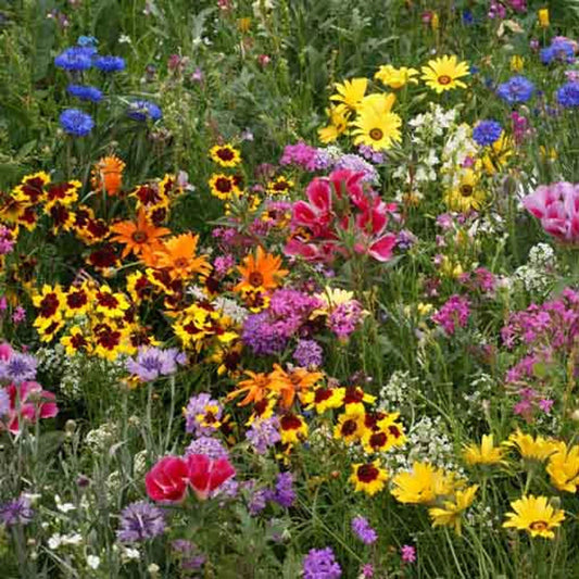 Low Grow Wildflower Mix Seeds - 200+ Colorful Flower Blend, 18 Species, USA - Native Wildflowers for Garden Planting