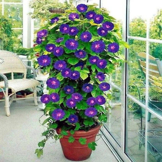 Purple Morning Glory Flower Vine Seeds - 20 Count (Ipomoea purpurea) - Hardy Climbing Plant for Gardens and Trellises