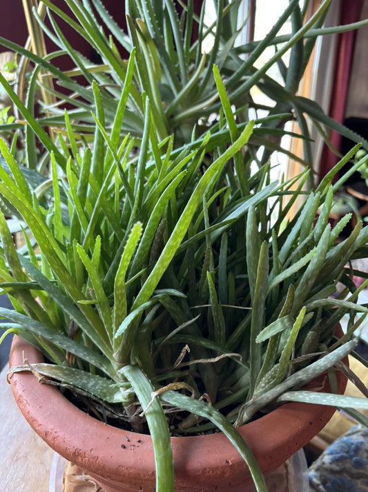 Aloe Vera Chinensis Plants - 6-8 inches Rooted Cuttings (5) - Ideal for Skin Care