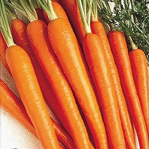 Carrot Seeds 50 Seed Packet Tendersweet Daucus carota Grow Your Own Food