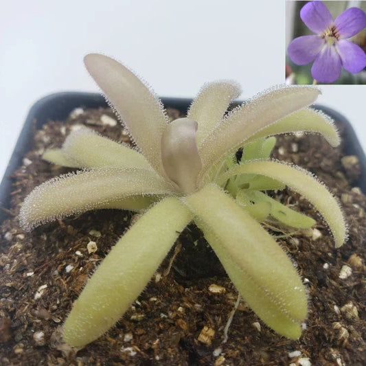 Pinguicula agnata x gypsicola - Carnivorous Butterwort Plant - Live Plant for Indoor Gardening