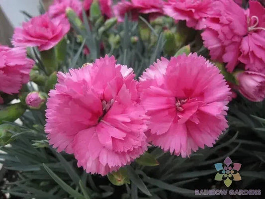 Woodland Pink Carnation Seeds - 200+ Pack for Garden Planting - Dianthus deltoides - USA Grown