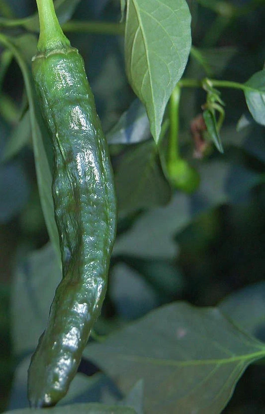 Pasilla Bajio Hot Pepper Seeds - 25+ Non-GMO Heirloom Vegetable Seeds - Capsicum annuum - USA, Free Shipping