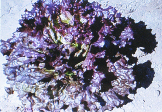 Ruby Red Leaf Lettuce Seeds | 100 Count | Heirloom Variety | Lactuca sativa