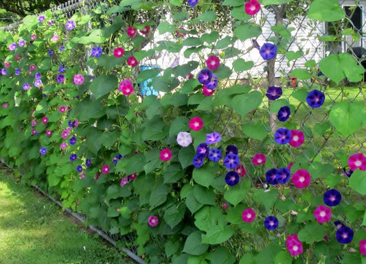 Morning Glory Seeds 100 Count Mix - Ipomoea tricolor, I. purpurea, Colorful Vining Flower Seeds for Garden and Butterflies