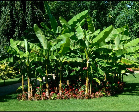 Cold Hardy Banana Tree Starter Plant - Small Rooted Musa - Live Tropical Plant for Home and Garden Decor