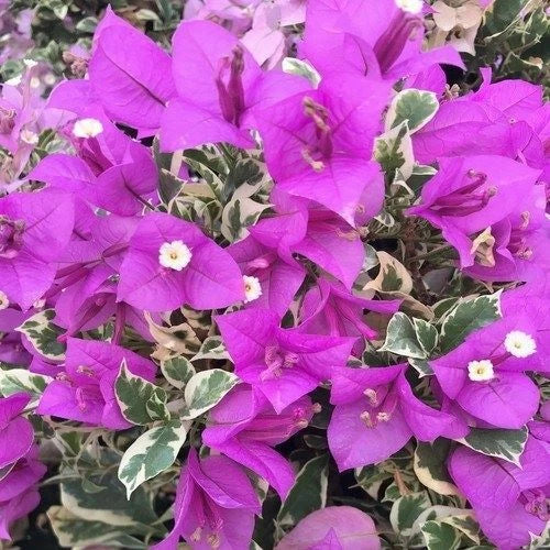 Variegated Bougainvillea Starter Plant - BLUEBERRY ICE - Live Plug Plant - Bougainvillea spp.