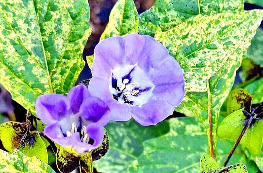 Nicandra Splash of Cream Seeds - 100 Count - Shoo-Fly Plant, Nicandra physaloides Var.