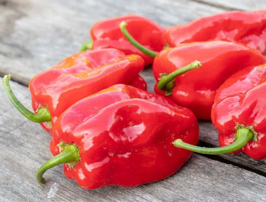 Red Habanero Pepper Seeds - 25 Fresh Super-Hot Premium Seeds - Capsicum chinense - Newly Harvested