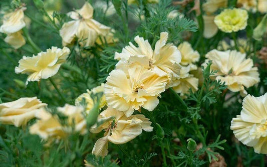 California Cream Swirl Poppy Seeds - 200+ Pack - Garden Flower Seeds - Papaver somniferum