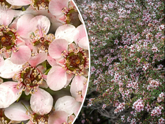 Manuka Tea Tree Seeds - 100+ Medicinal Honey & Tea Shrub with Pink Flowers - Leptospermum scoparium - Free Shipping