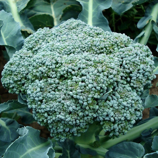 Waltham 29 Broccoli Seeds, NON-GMO, Easy to Grow, High Yield, Brassica oleracea
