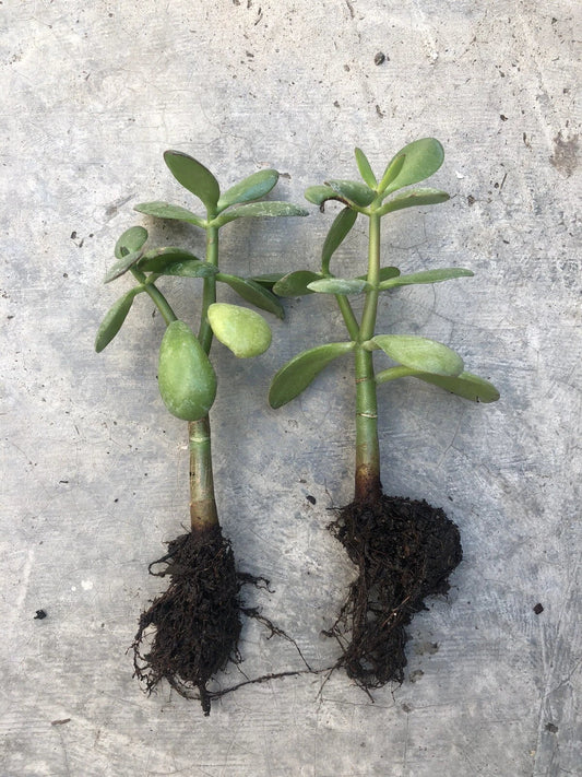 Rooted Jade Plant - Money Plant - Live Plant - Crassula ovata - Ready to Plant - No Pot