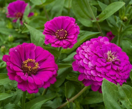 Purple Prince Zinnia Flower Seeds - 100+ Annual, Vibrant Purple, Garden Pollinator Friendly, Zinnia elegans