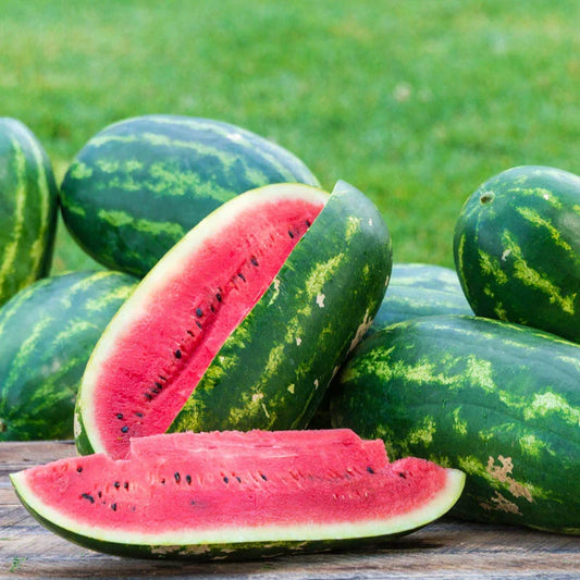 Sangria Watermelon Seeds - 50+ Pack for Garden Planting - Citrullus lanatus - USA Grown, Free Shipping