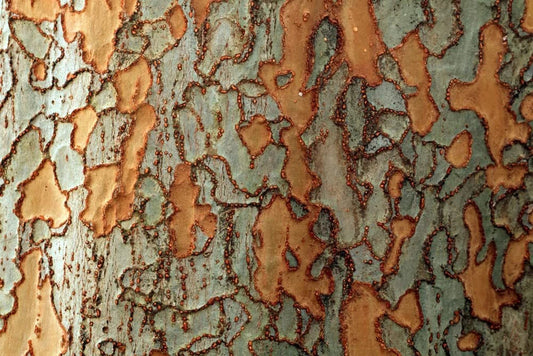 Chinese Corkbark Elm Tree Seeds (30 Seeds) - Exotic Bark Coloring - Ulmus parvifolia - Ideal for Planting and Landscaping