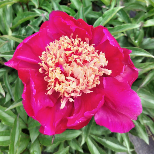 Herbaceous Peony Large Root "Winnifred Domme" 5-7 Eyes Field Grown Fall Ship Paeonia spp.