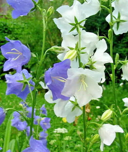 Peach Leaf Bellflower Seeds, 250 Count, Blue and White Mix, 2" Long Large Flowers, Easy to Grow, Campanula persicifolia