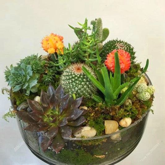 Mixed Rare Stone Cactus Seeds, 100pcs Pack, Unique Succulent Varieties, Cactus Seed Mix for Planting (Various Species)