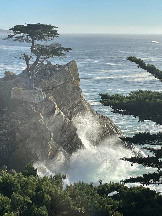 Monterey Cypress Seeds - Cupressus macrocarpa - Drought-Tolerant Tree Seeds for Gardening and Landscaping