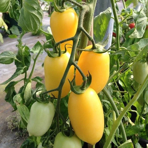 Cream Sausage Tomato Seeds - 120+ Heirloom Organic Non-GMO - Rare Variety - Perfect for Home Gardens