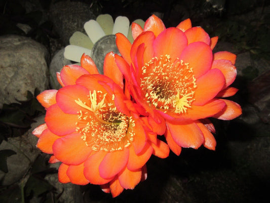 Echinopsis 'Acapulco Sunset' Cactus Cutting - Succulent Plant for Indoor/Outdoor Decor, Echinopsis spp.