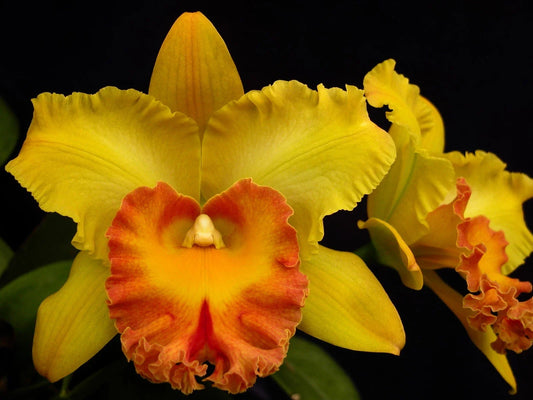 Cattleya Orchid Plant 2.5" Pot Rlc. Hawaiian Venture 'Carmela'